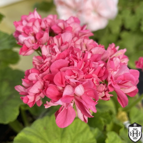 Pelargonium 'Sister Henry' - Pelargoon 'Sister Henry' P9/0,55L